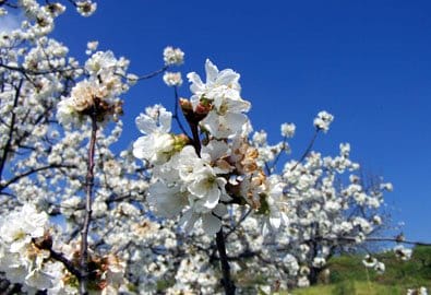 El Valle del Jerte esconde las mejores cerezas El Valle del Jerte esconde las mejores cerezas