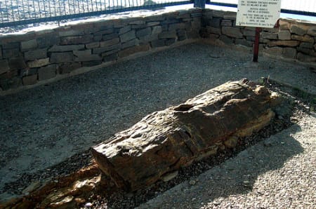 El árbol fósil de Igea