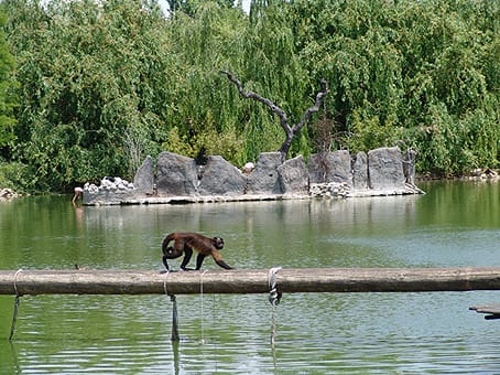Mono capuchino en el Territorio Saimiri
