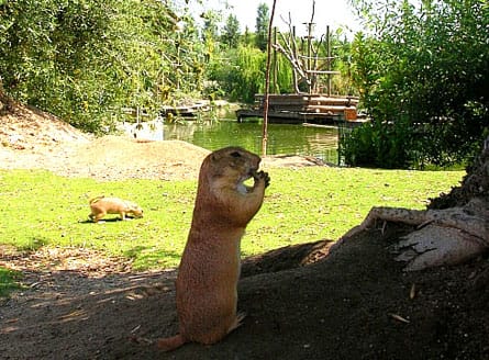 Los suricata en su territorio