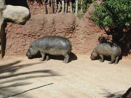 Hipopótamos del Zoo