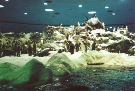 Pingüinos del Loro Parque