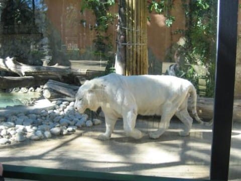Tigre Blanco en Jerez