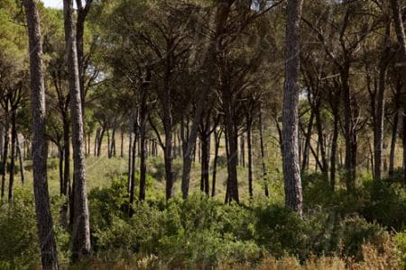 Ecosistemas y visitas guiadas en Doñana