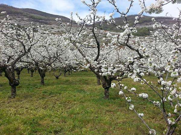 Cerezos en flor en Valle del Jerte