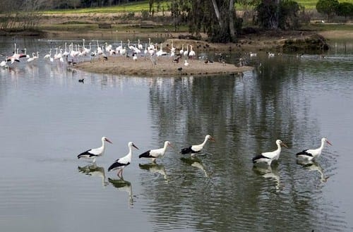 Reserva Natural La Cañada de los Pájaros, Sevilla