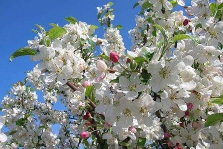 La floración de manzanos en la Comarca de la Sidra