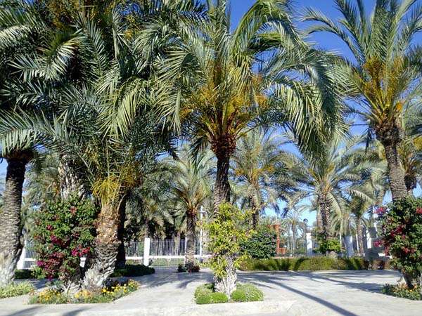 Elche
